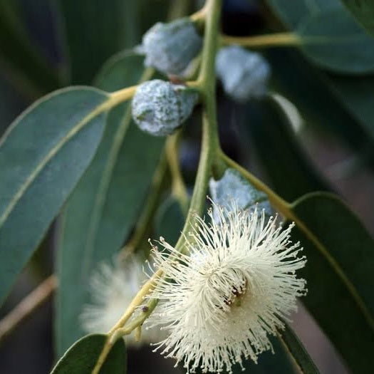 Eucalyptus Blue Mallee Oil