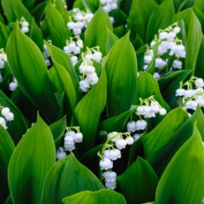 Lily of the Valley