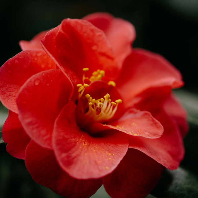 Camelia