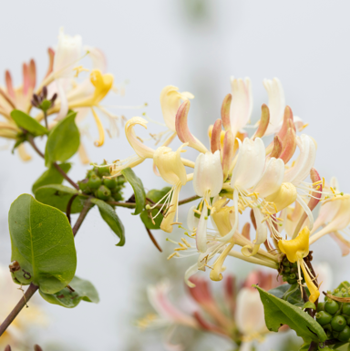 Honeysuckle