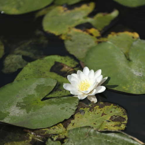 Waterlily
