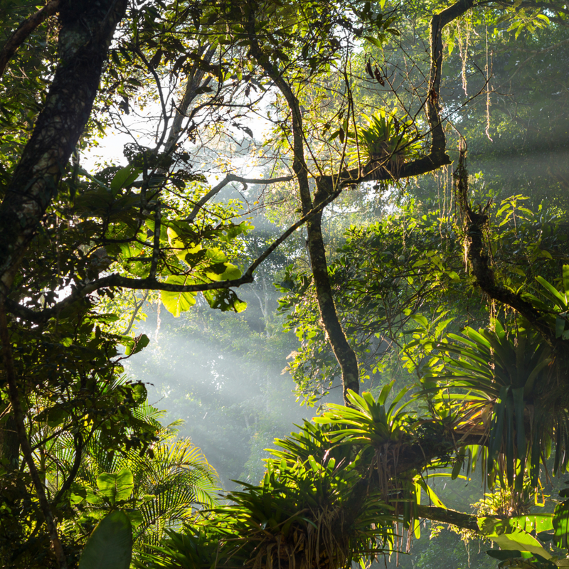 Noël in the Rainforest