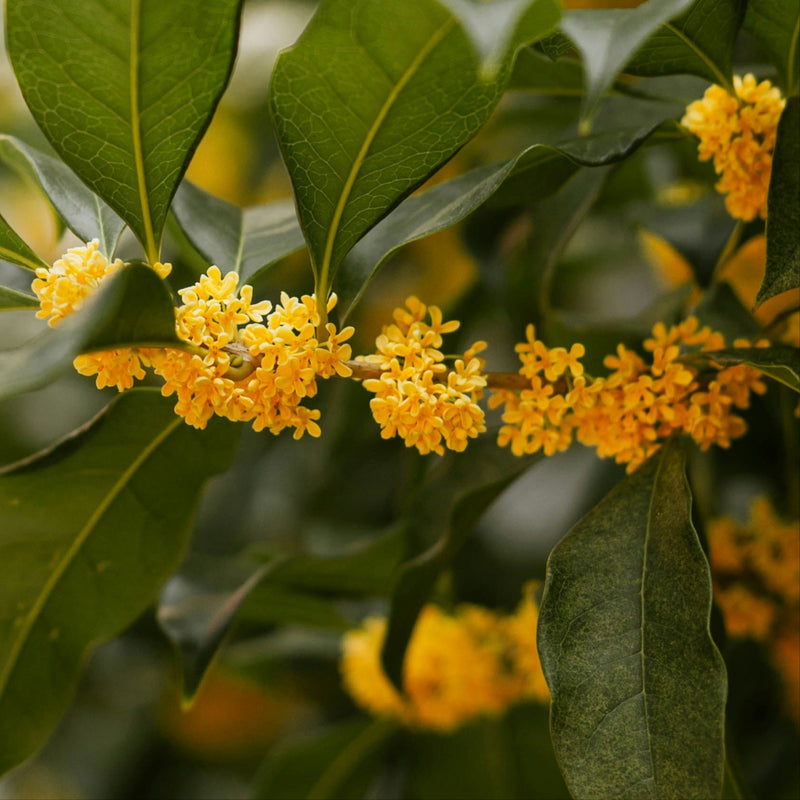 Osmanthus