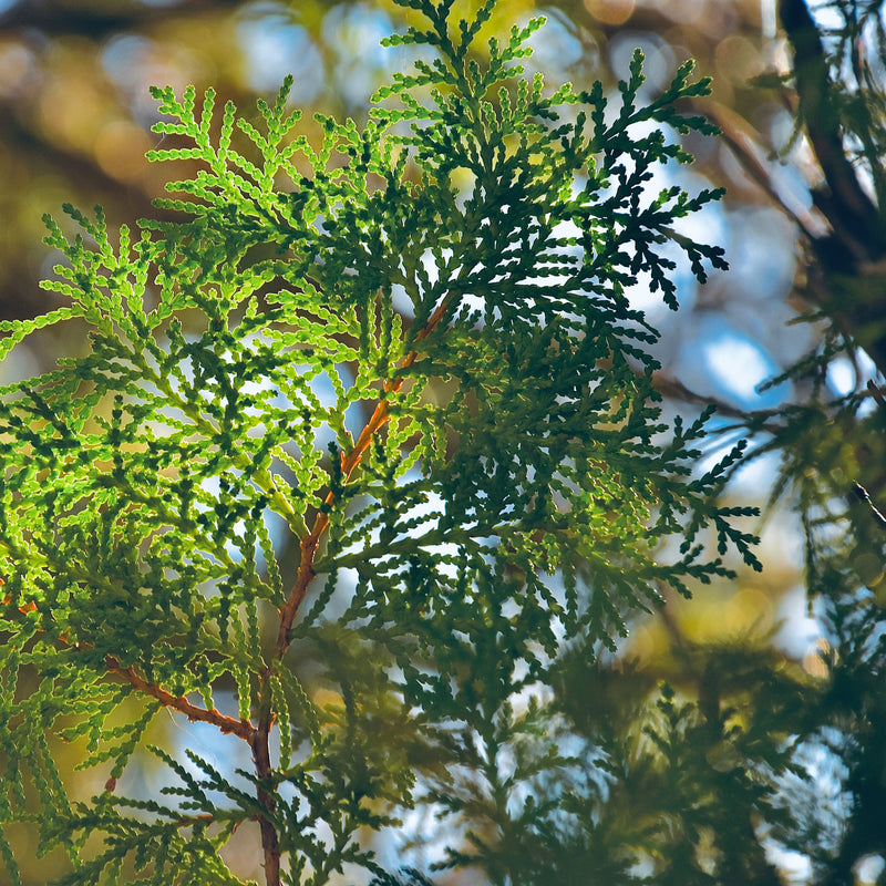 Hinoki