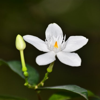 Jasmine