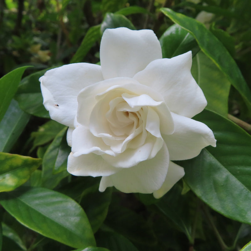 White Gardenia