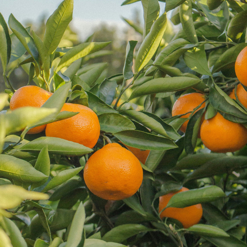 Tangerine