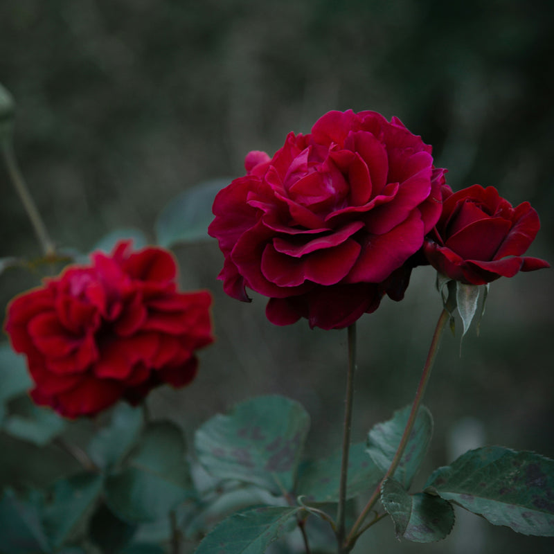 Rose des Bois