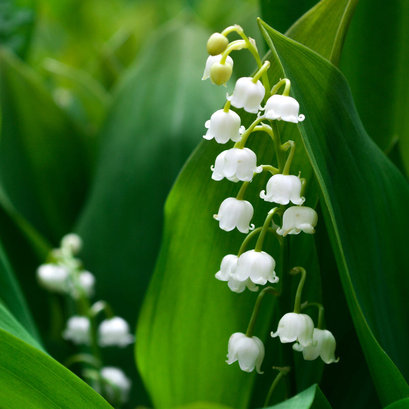 Lily of the Valley