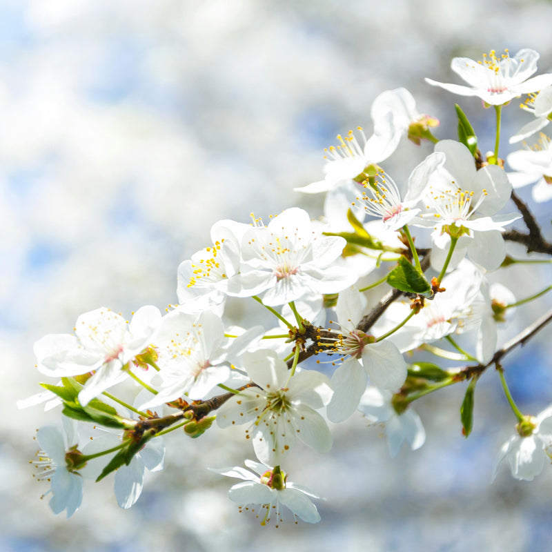 The First Blooms of Spring