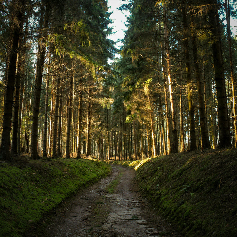 Balade en foret