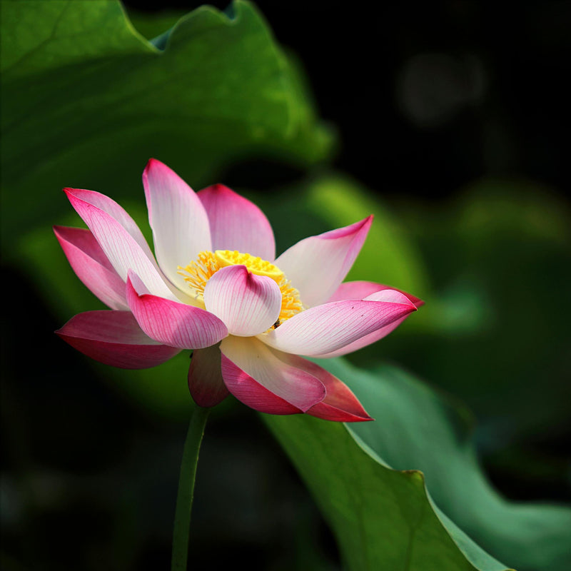 Lotus