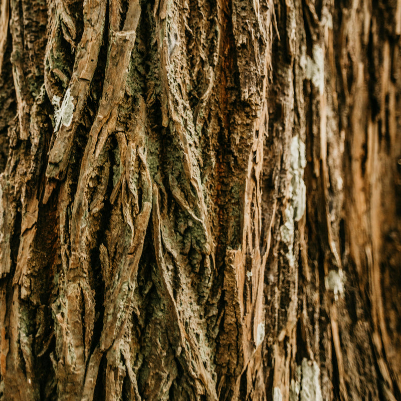 Cedarwood - Himalayan