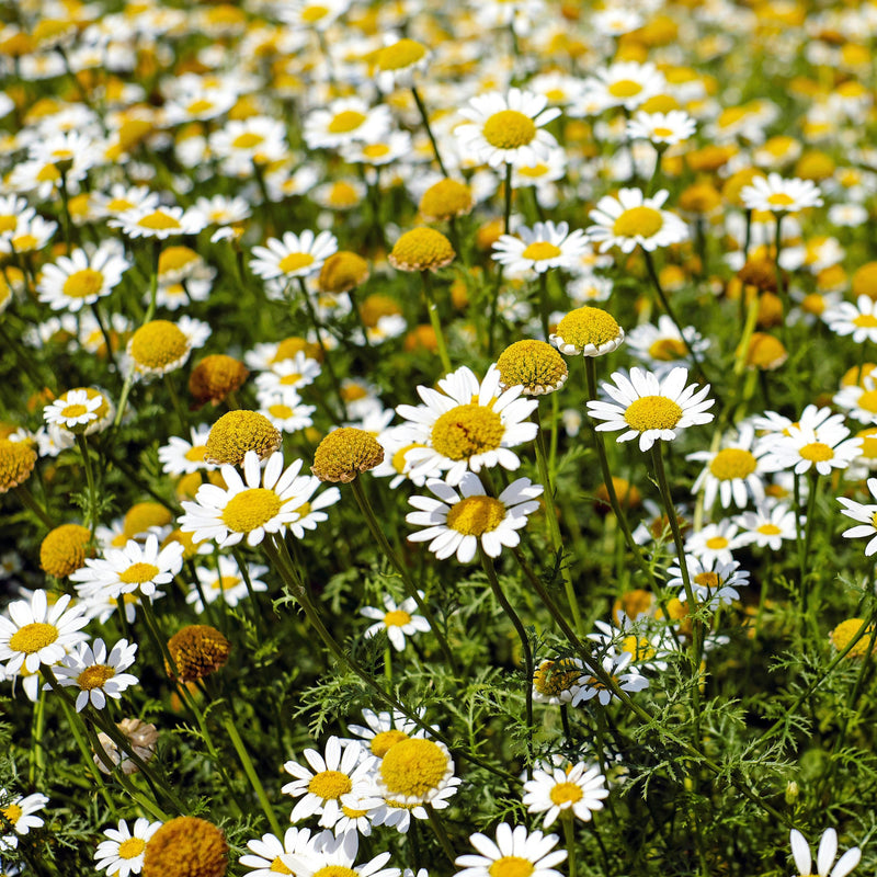 Chamomile - Egypt