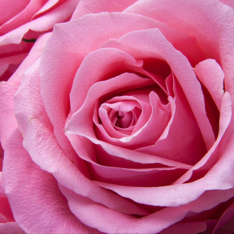 Rose Damask