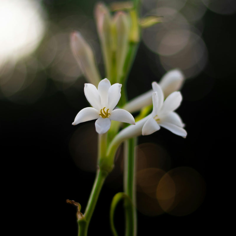 Tuberose