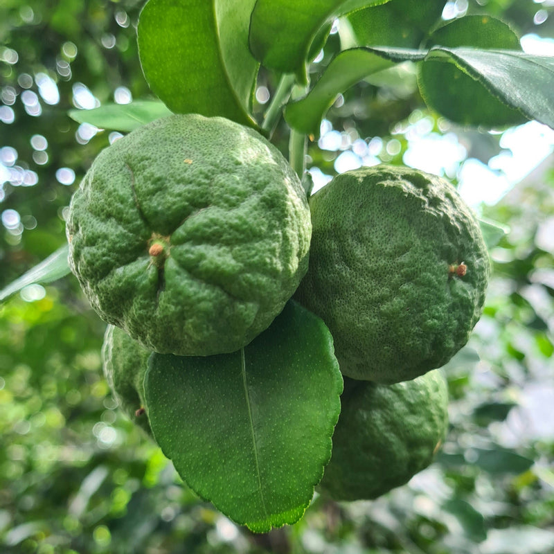 Kaffir Lime