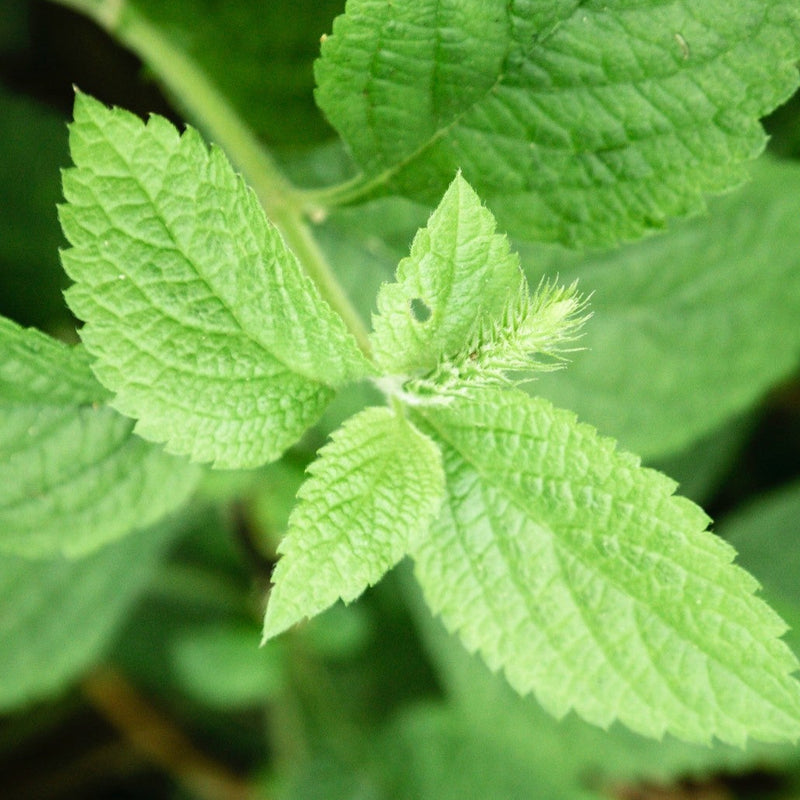 Patchouli